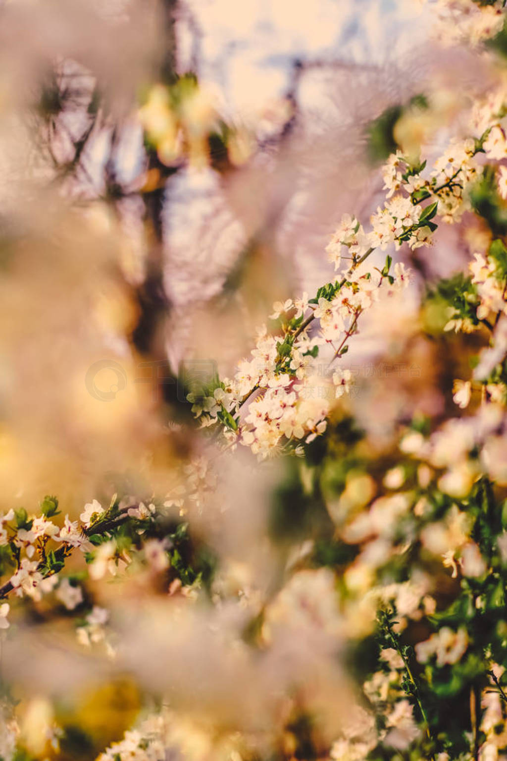 Vintage cherry flowers in bloom at sunrise as nature background