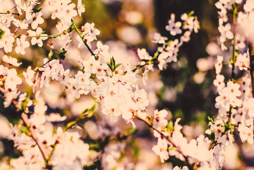 Vintage cherry flowers in bloom at sunrise as nature background