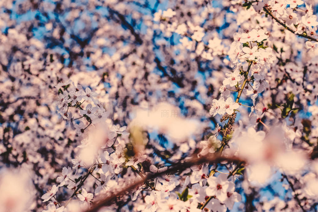 Vintage cherry flowers in bloom at sunrise as nature background