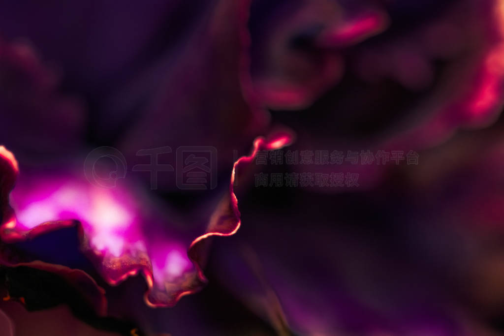 Burgundy carnation flower in bloom, abstract floral blossom art