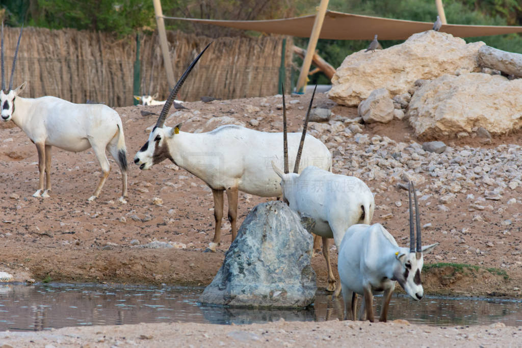 A group of arabian oryx (Oryx leucoryx)