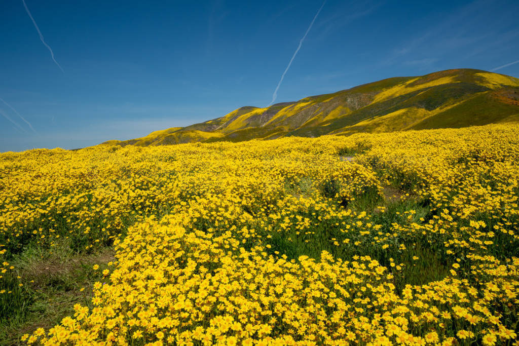 ڿƽԭҹ԰Carrizo Plain NatiԶɽϵĳ