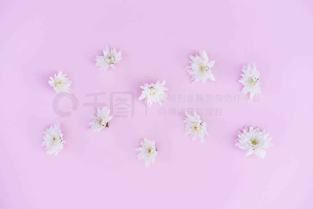 White chrysanthemum heads on a pink background.