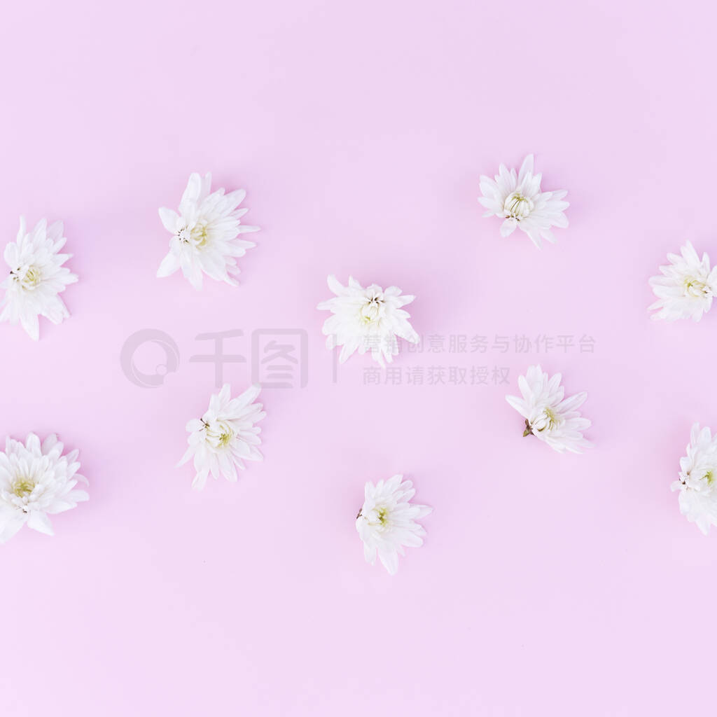 White chrysanthemum heads on a pink background.
