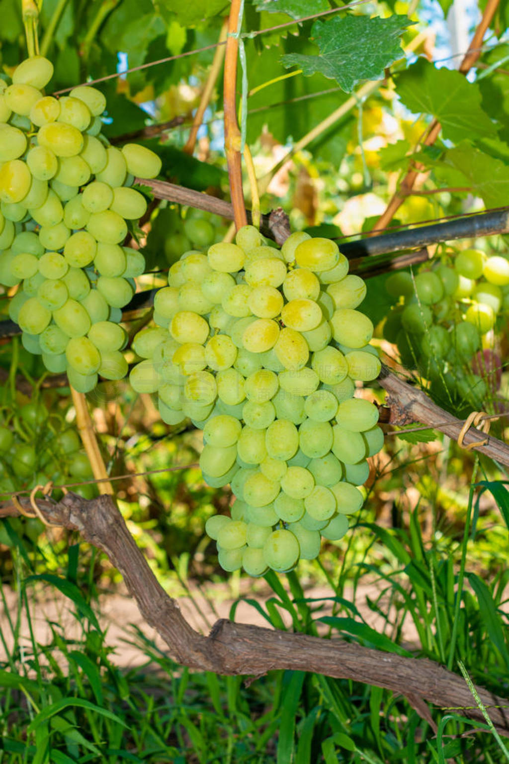 bunch of white grapes close-up macro. Autumn harvest concept in