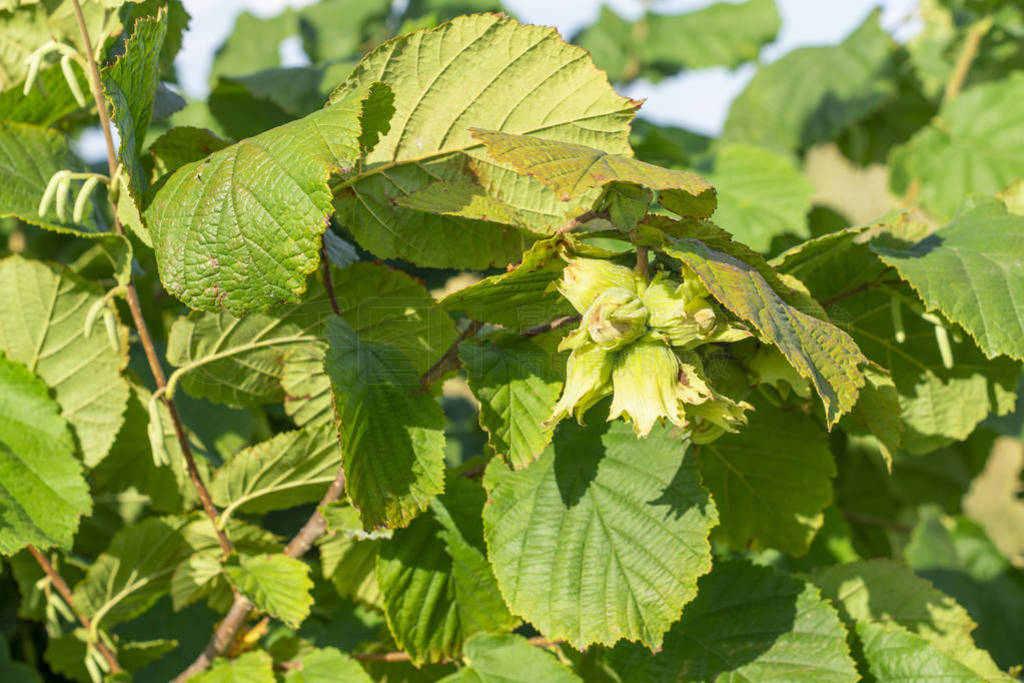 flowers and ripe nuts of hazelnuts on the bushes with green and