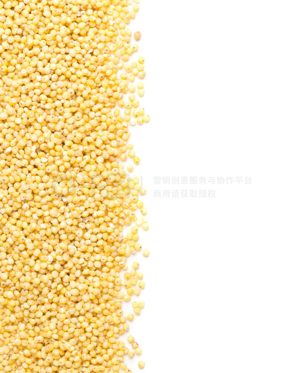 Golden millet, a gluten free grain seed, border over white