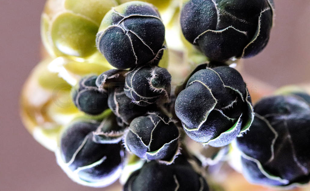 Elegant macro closeup of faded black cannonball tree flower buds