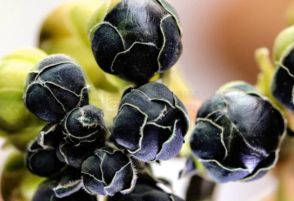 Elegant macro closeup of faded black cannonball tree flower buds