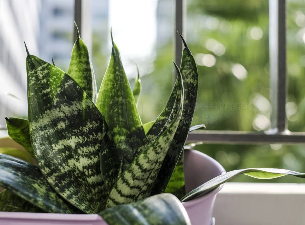 Sansevieria ֲ¶̨Ԣ