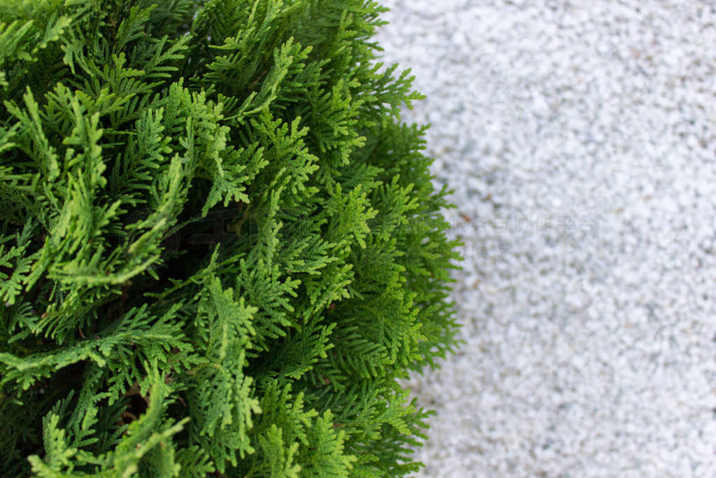 Top view of evergreen thuja plant