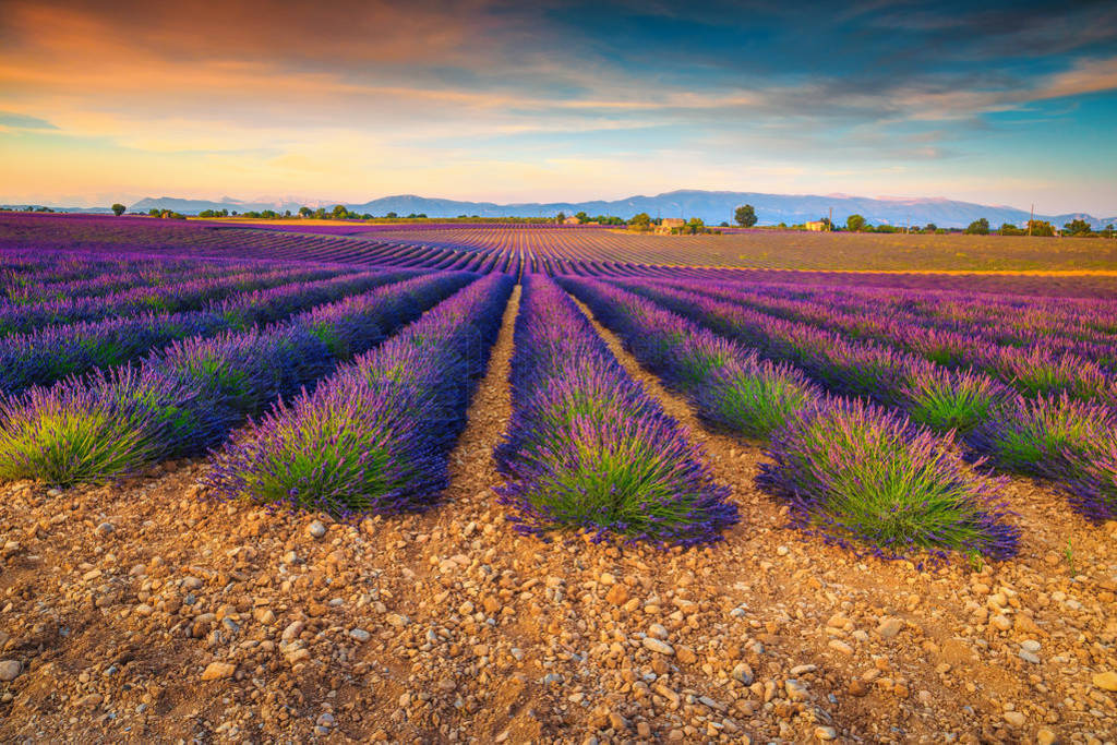 Amazing purple lavender fields in Provence region, Valensole, Fr
