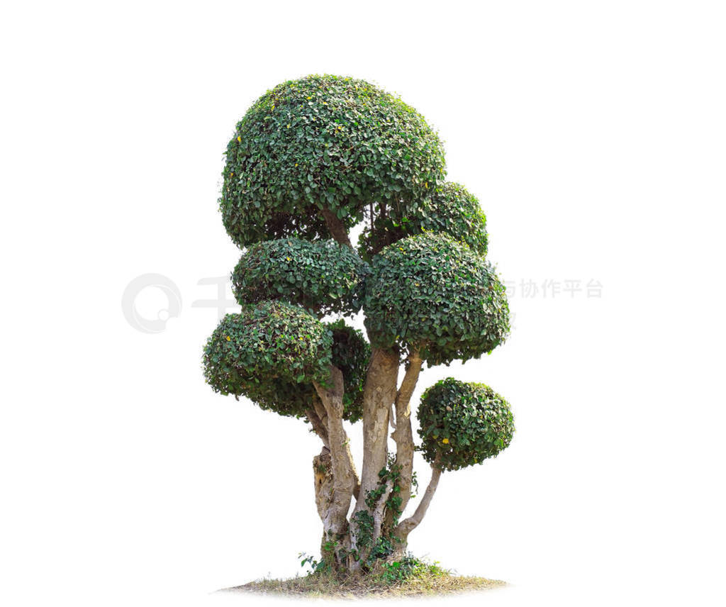 Tako trees bending.Isolated tree on white background