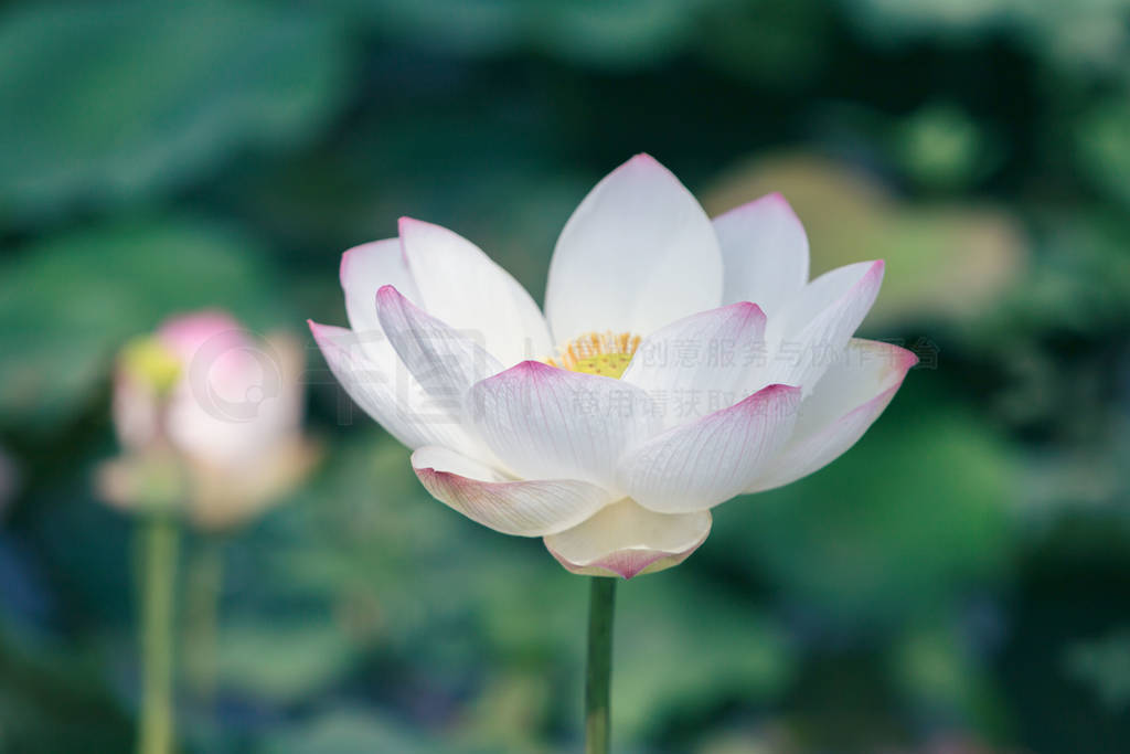 leaf and lotus flower and lotus bud