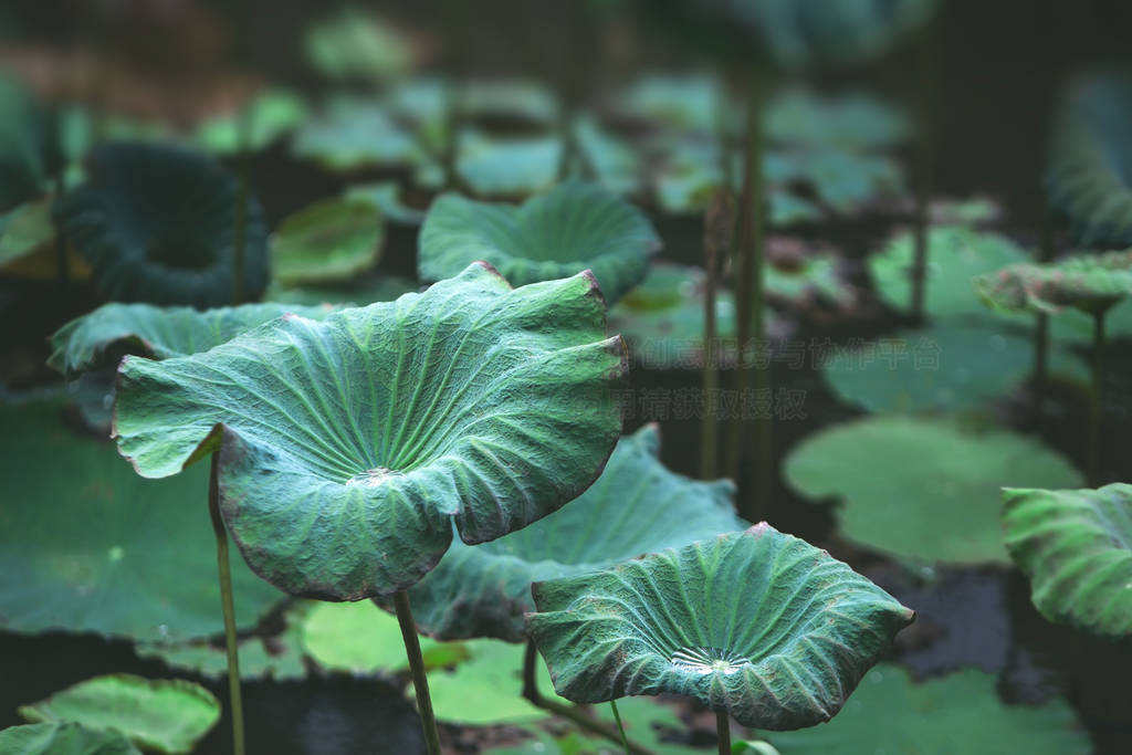 leaf and lotus flower and lotus bud