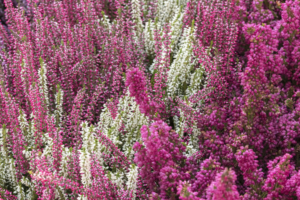 ߲ calluna 