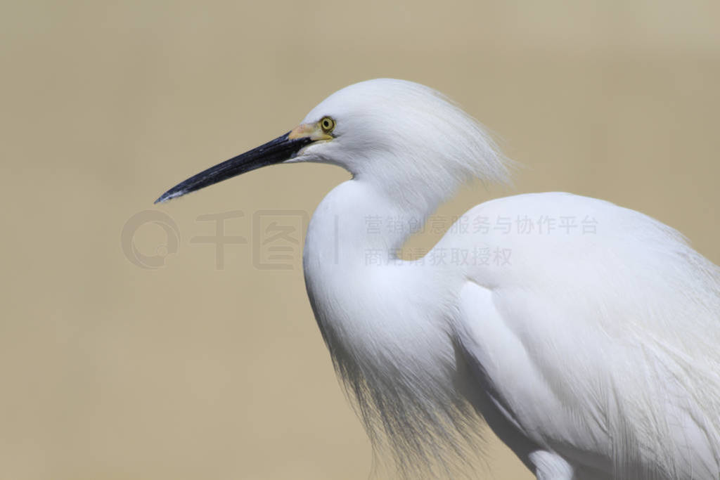 white hairy heron in park