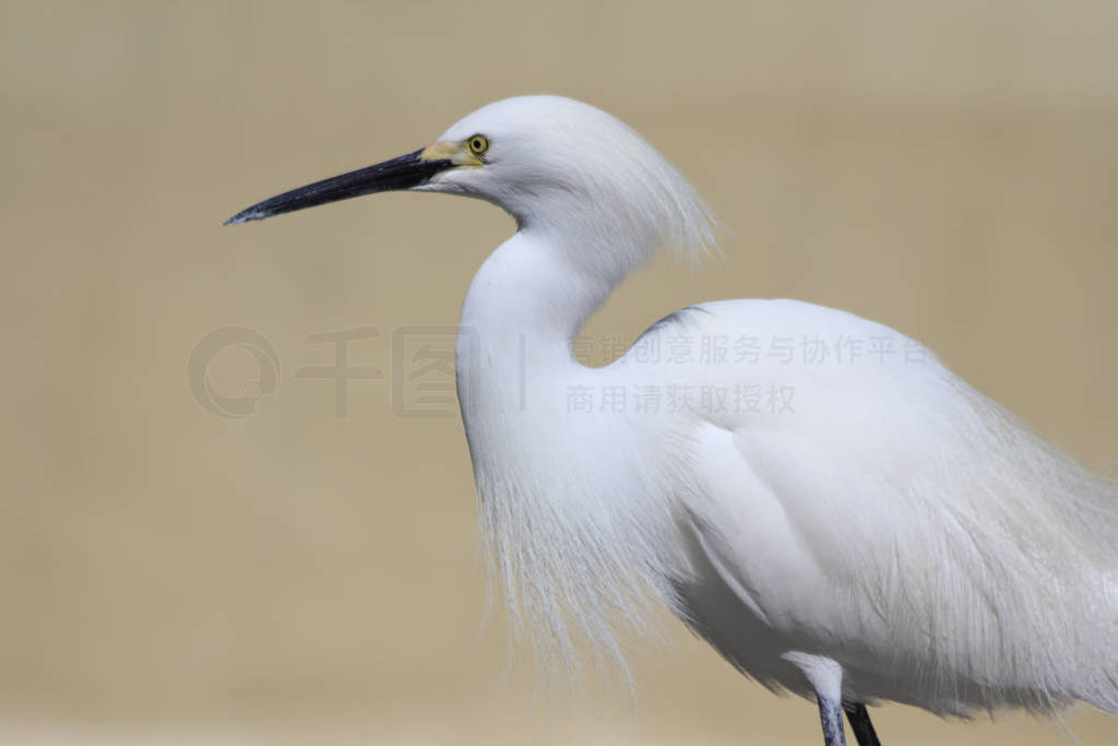 white hairy heron in park