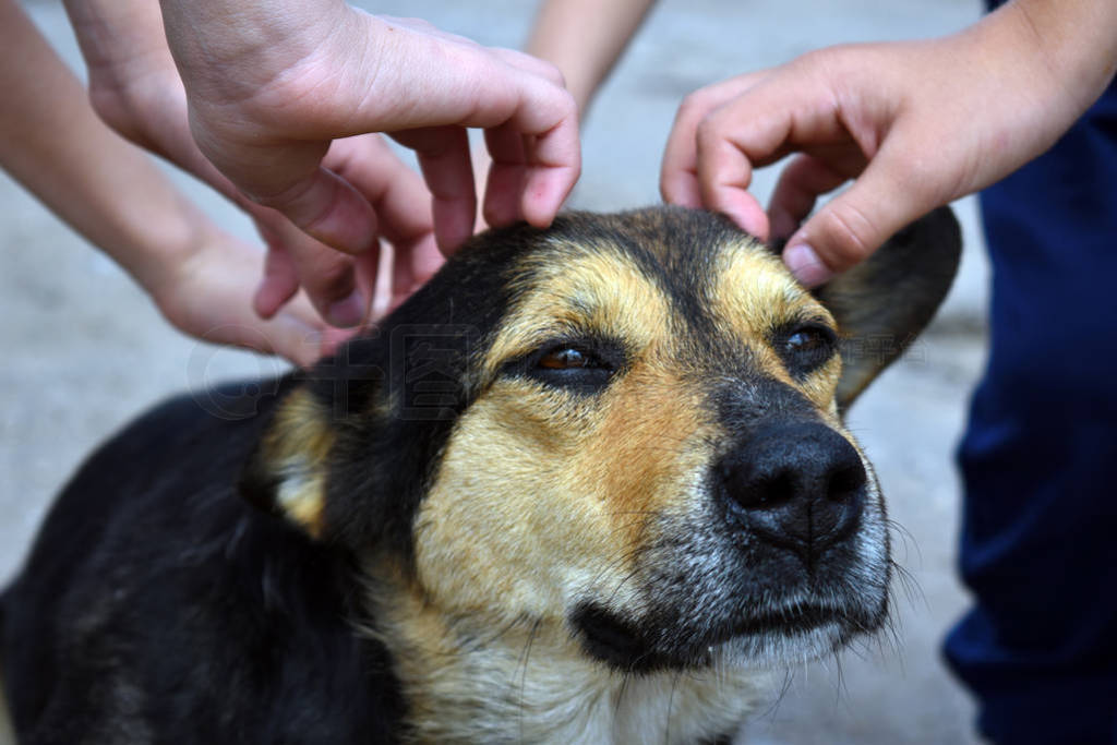 Children's hands and head of a dog close up.