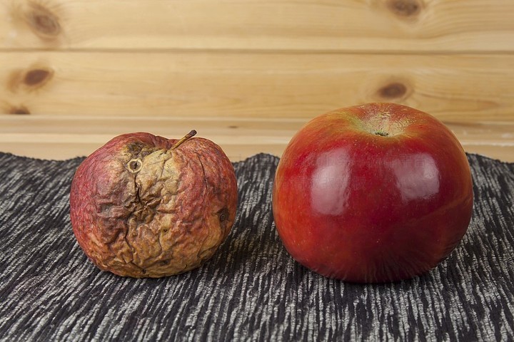 发霉的苹果作为概念的皮肤问题一只烂苹果