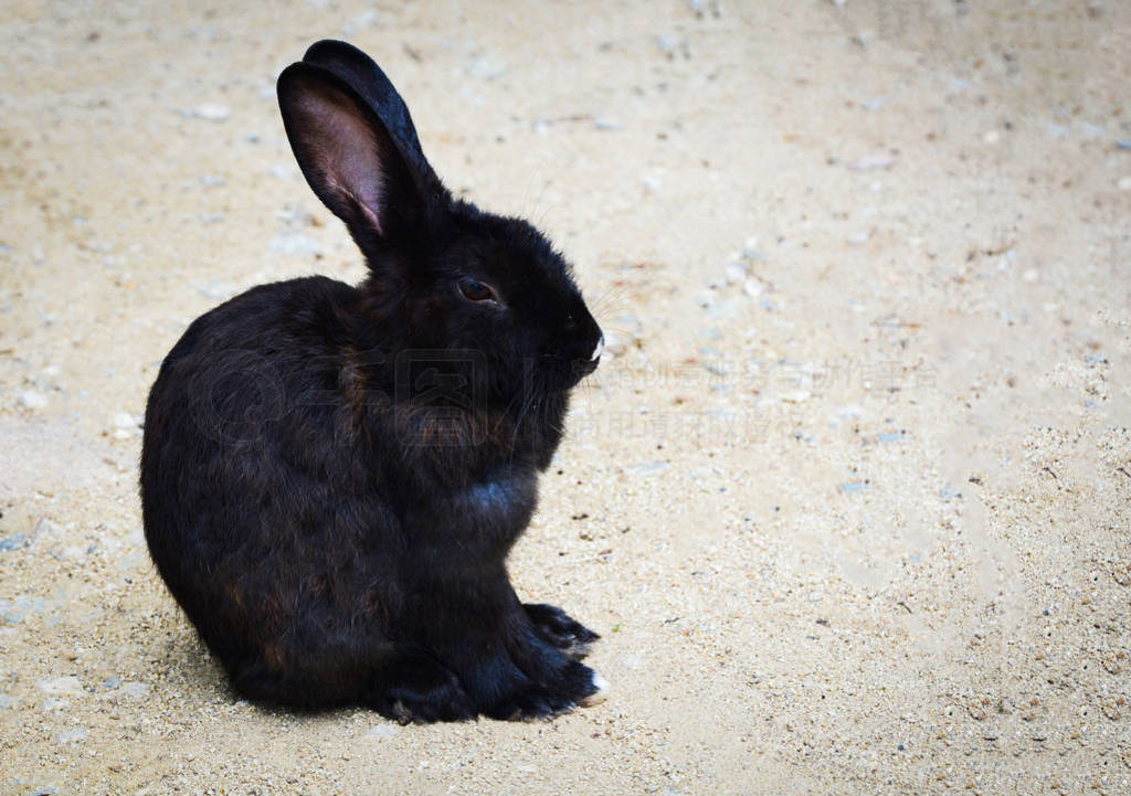 Black rabbit bunny lying on ground in the animal pets farm