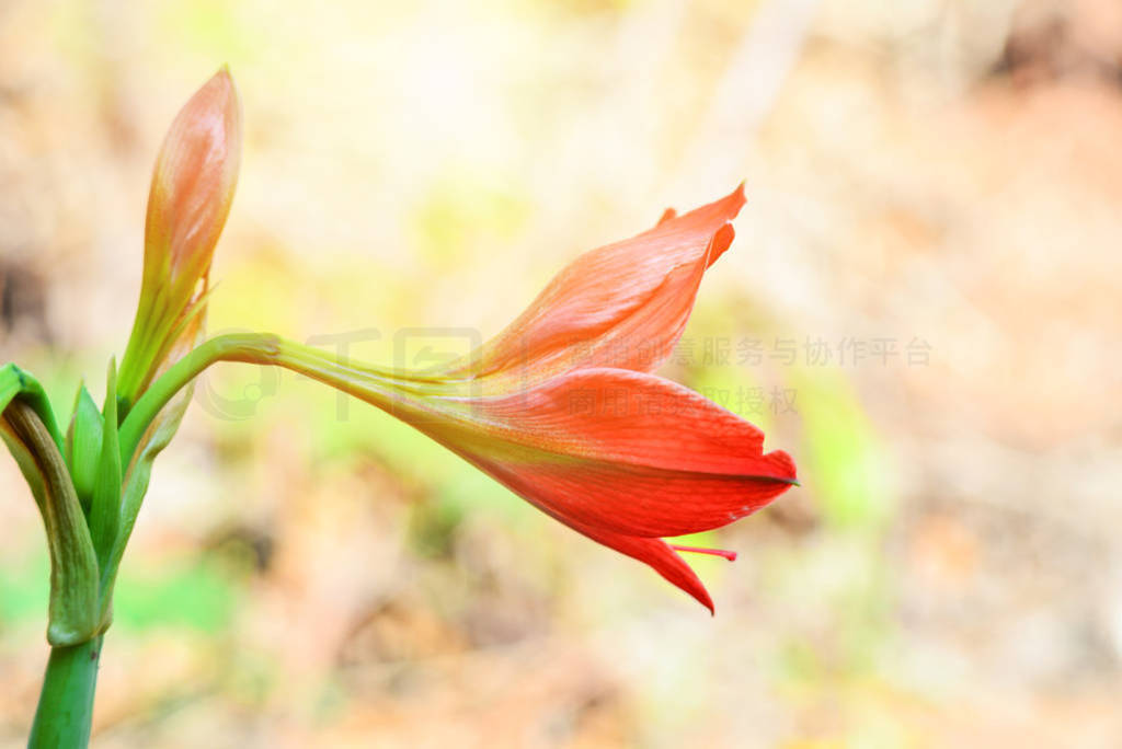 Red Amaryllis flowers blossoming in the spring garden