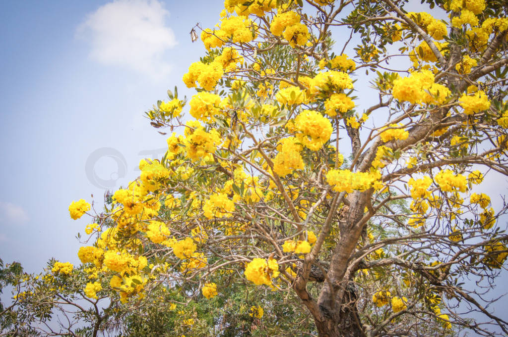 Silver trumpet tree / Gold paraguayan yellow flower tree