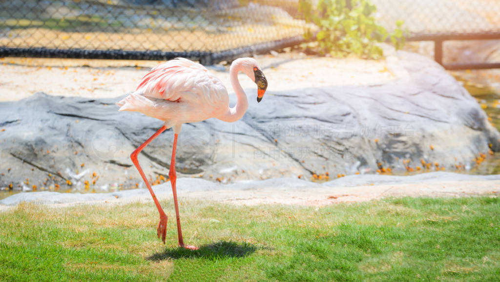 White pink greater flamingo big bird walking alone in cage