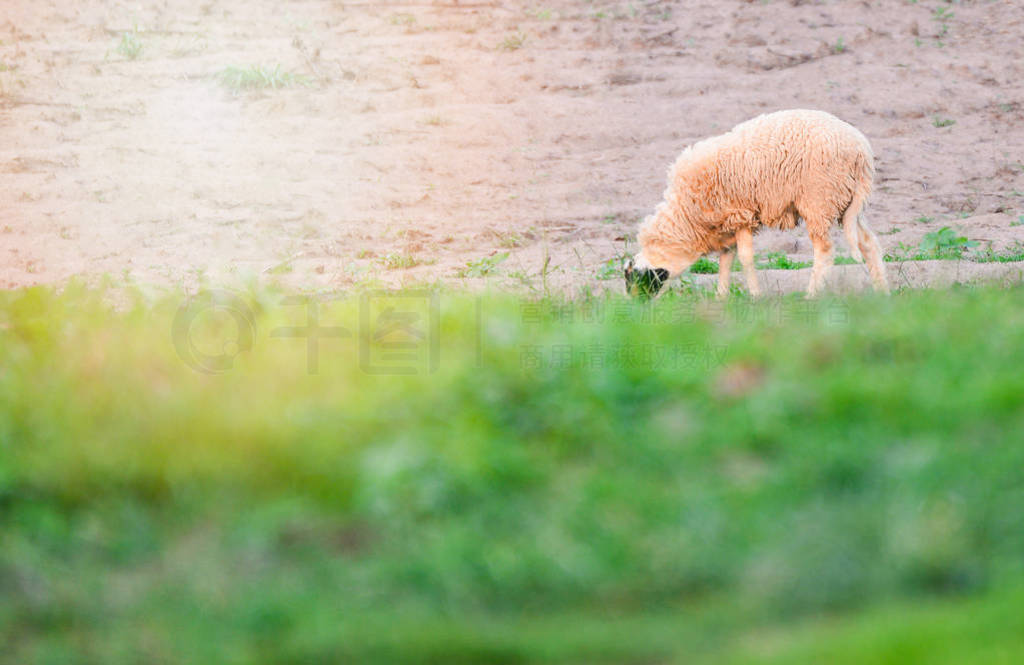 Sheeps grazing grass on green field in the sheep farm