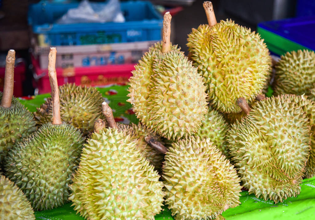 Fresh durian fruit from the durian garden for sale in the local