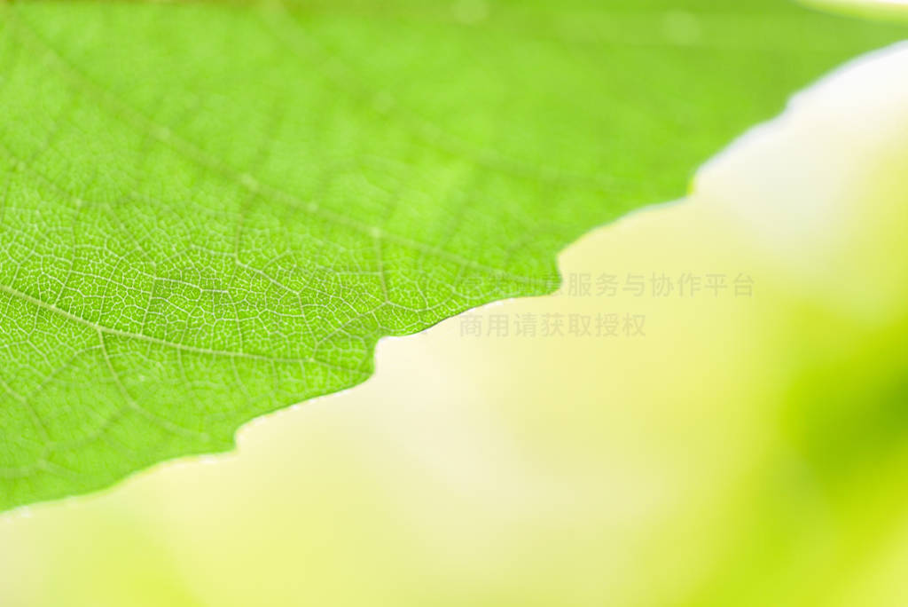 Abstract nature green leaf on tree beautiful with sunlight soft