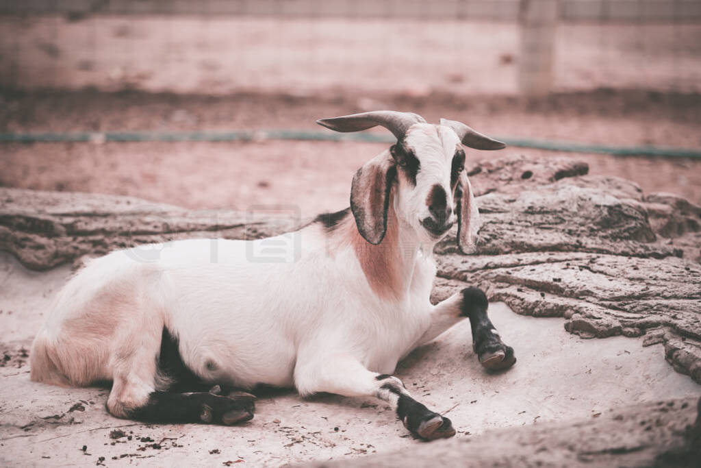 goat in the farm