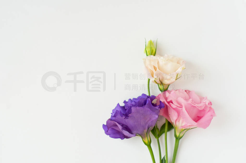 Beautiful pink, purple and white eustoma flower (lisianthus) in