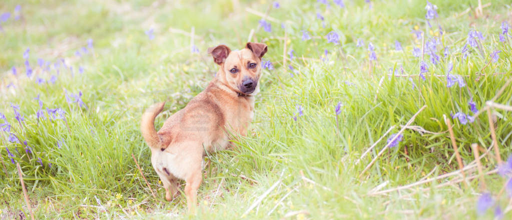 Cute dog sitting in grass meadow, sunset light, close up detail