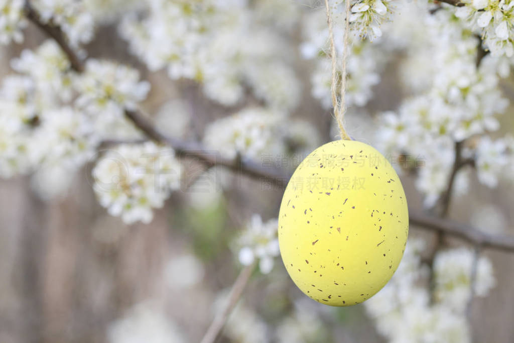 Easter eggs hanging on blooming cherry tree in the garden.