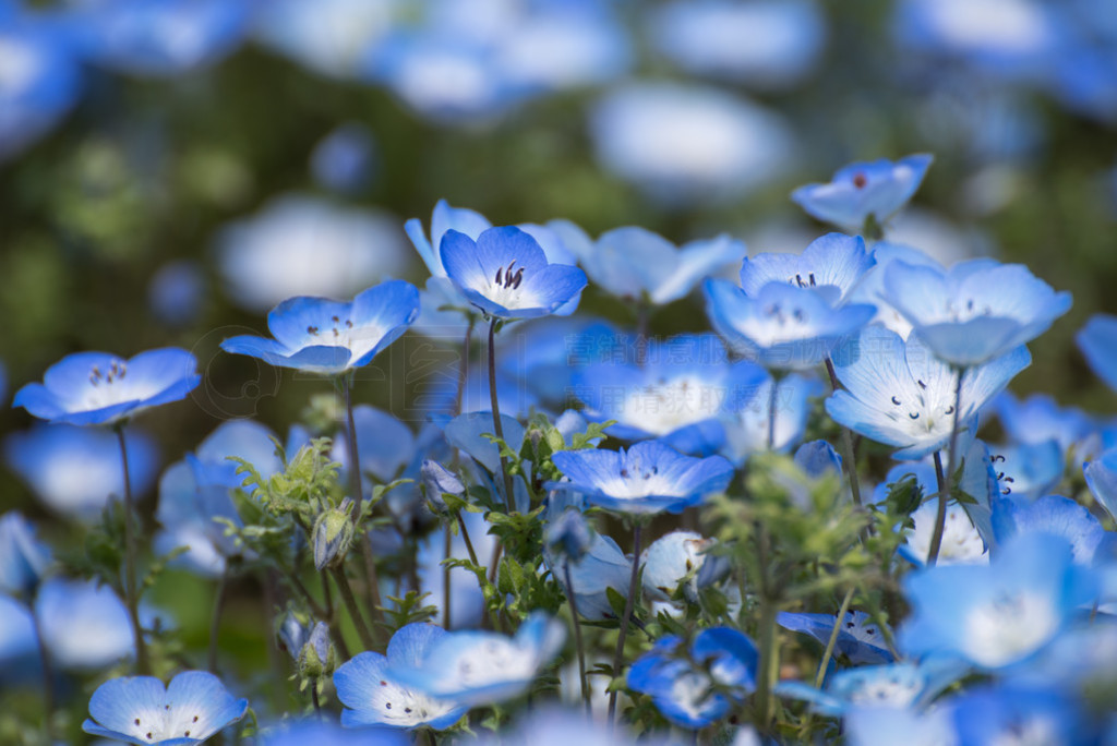 Nemophila ɫ۾ĵ̺