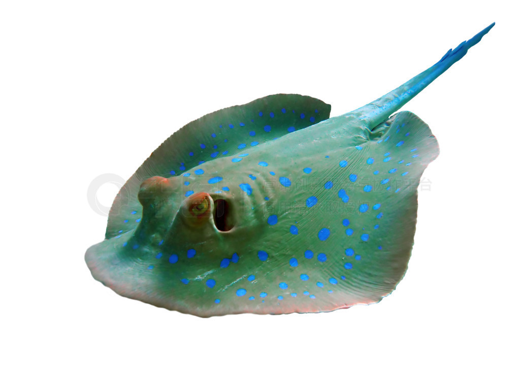 bluespotted 