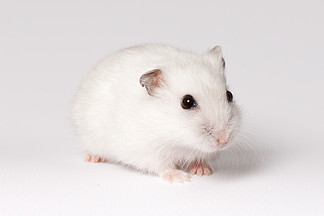 白色仓鼠的照片图片