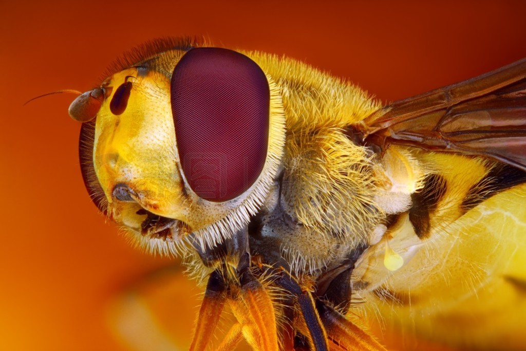 hoverfly ΢Ŀȡ˼ϸͼྵͷѻһǳƬ