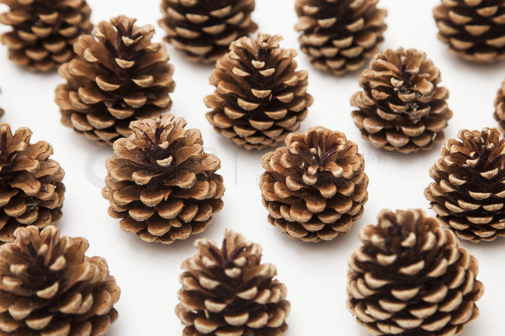 pine cone arrangement on a white background.