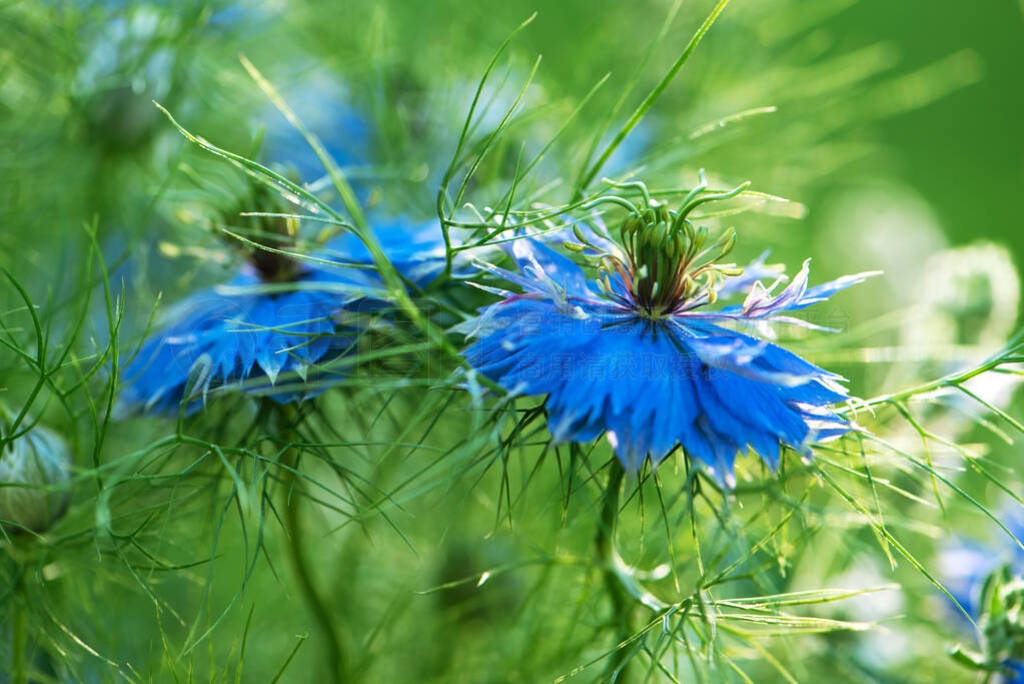 Macro shot garden blue flowers of love-in-a-mist or ragged lady