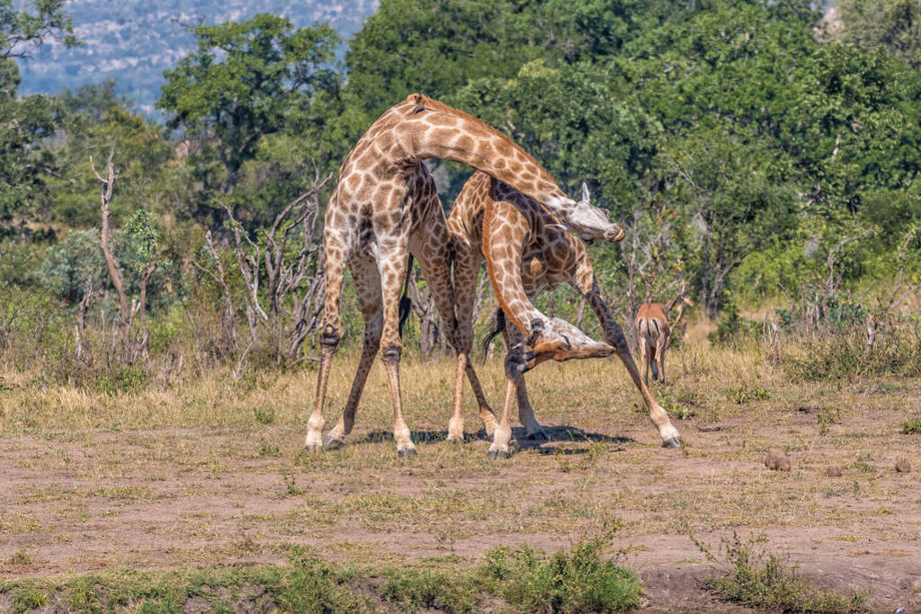 Two bull giraffes, , fighting with their neck, called necking