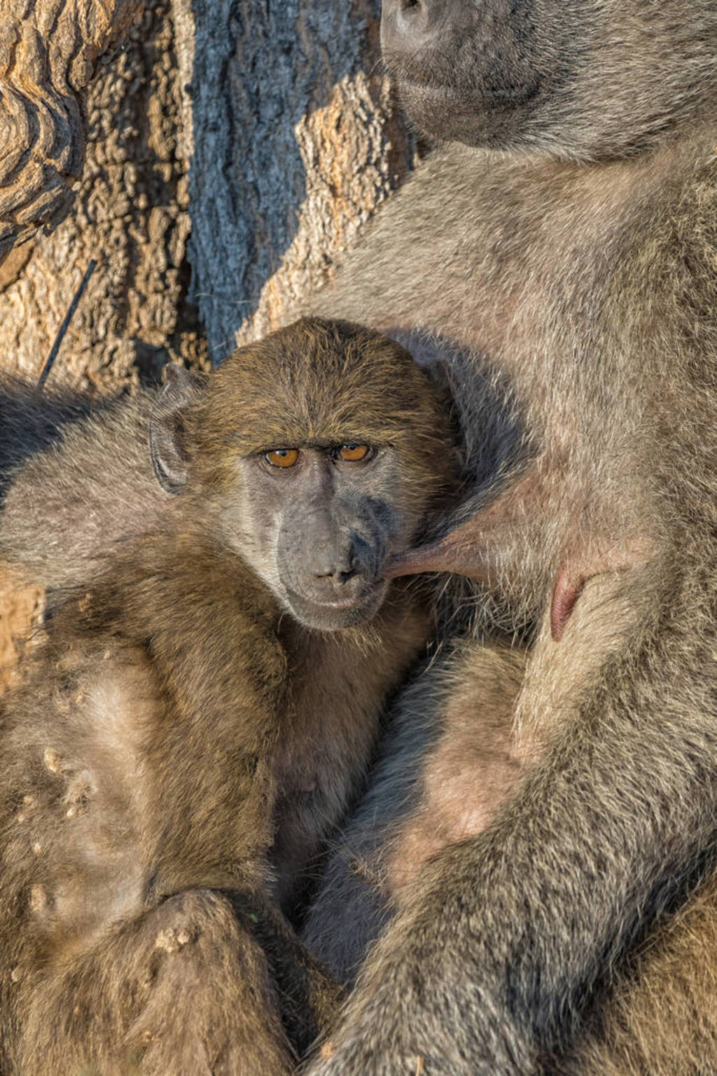 Young chacma baboon suckling on its sleeping mother