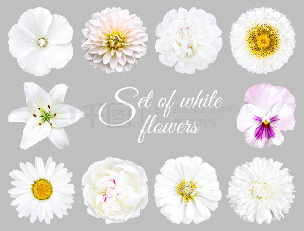 Set of white flowers: lavatera, dahlia, aster, peony, lily, cham