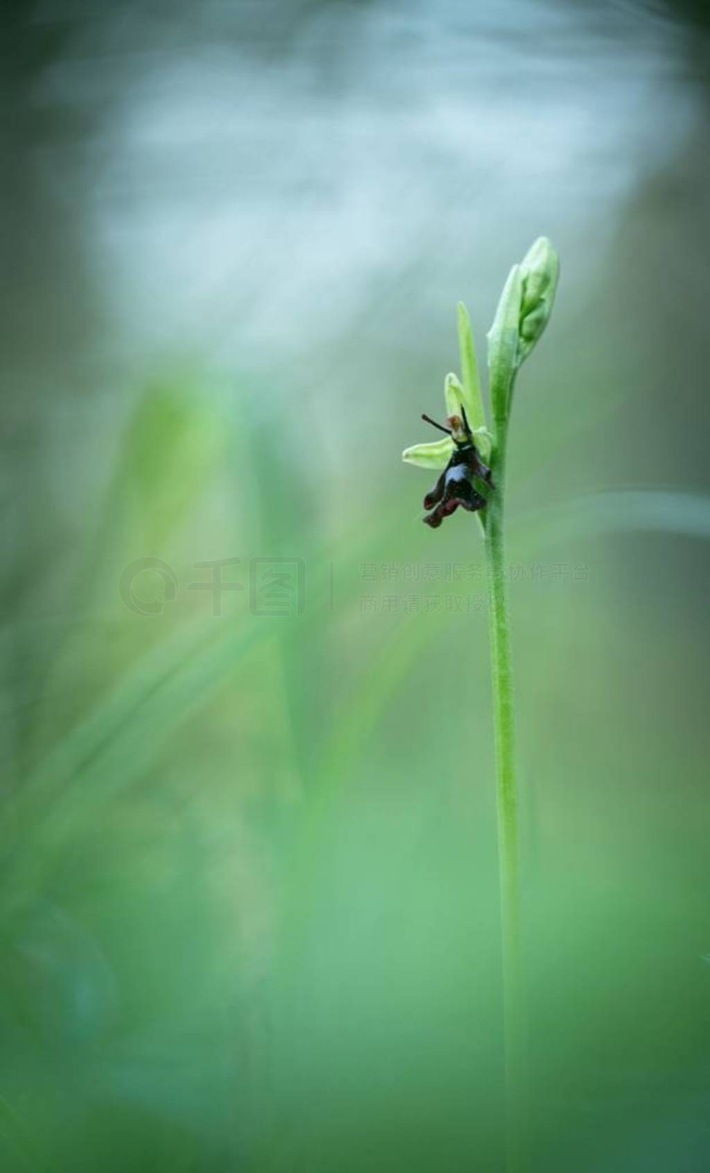 Ophrys insertiferaȻɭУǽֽȻд꣬Ƭũҵƣݿ˹