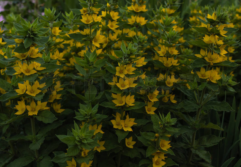 green bushes densely dotted with yellow flowers in the lighting
