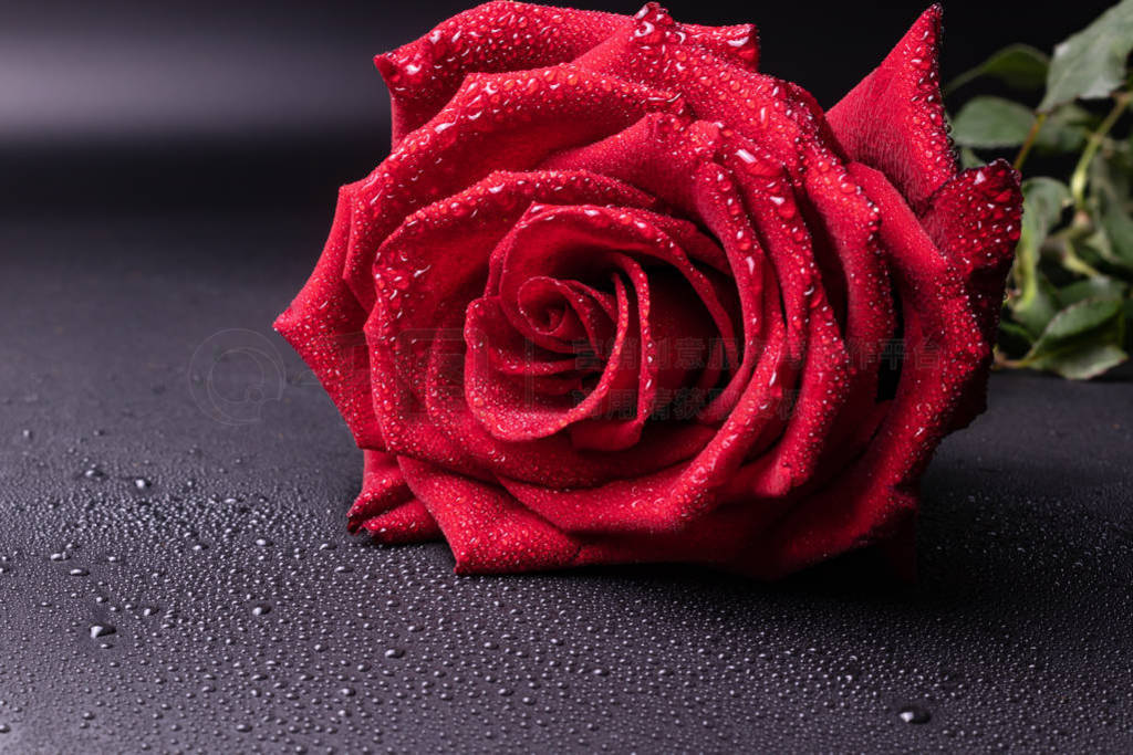 scarlet rose with delicate petals and drops of water on them is