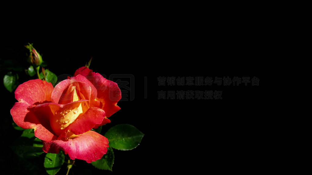 Beautiful red rose with dew drops isolated on black background.