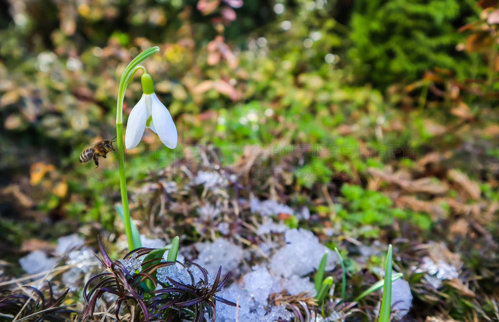 Spring is coming. The first snowdrop (Galanthus nivalis) blooms
