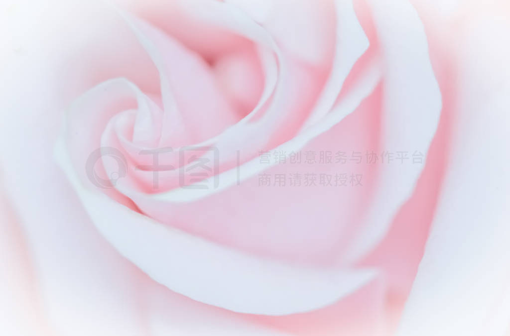 Soft focus, abstract floral background, pink rose flower. Macro